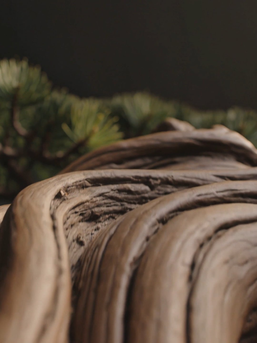 Bonsai interior plant styling